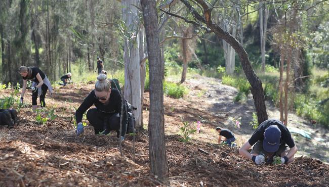 Bushland has now been revitalised thanks to Centor's One door: One tree program